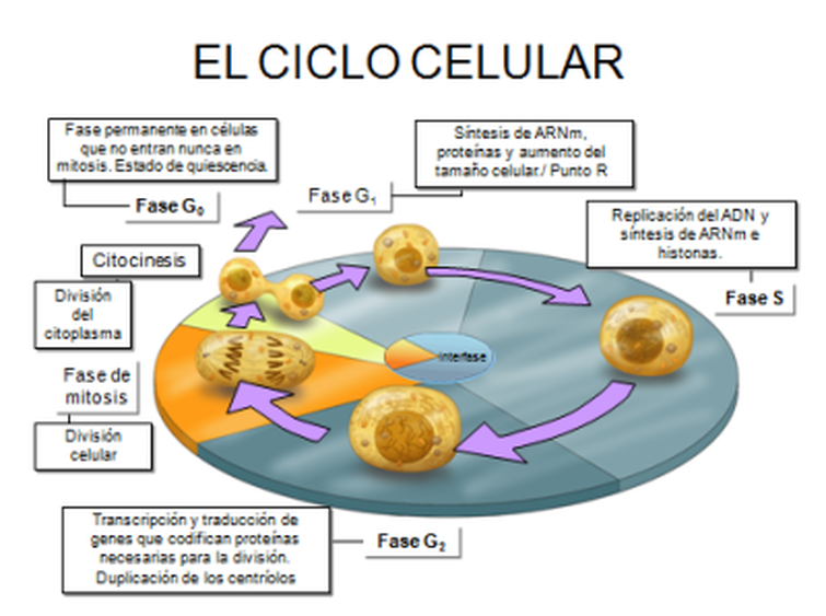 Cilco celular